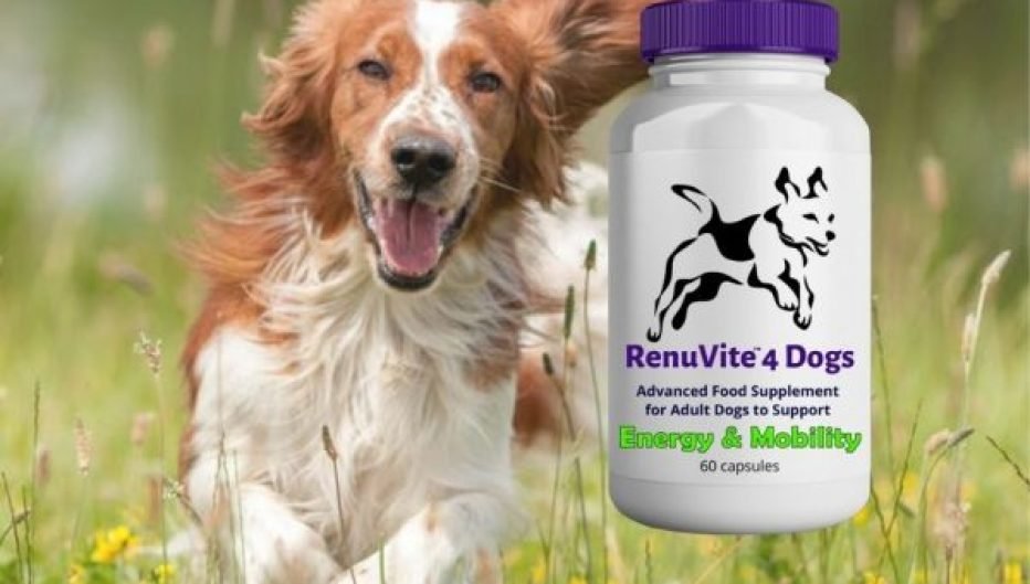 November 14th is National AntiAging For Dogs Day