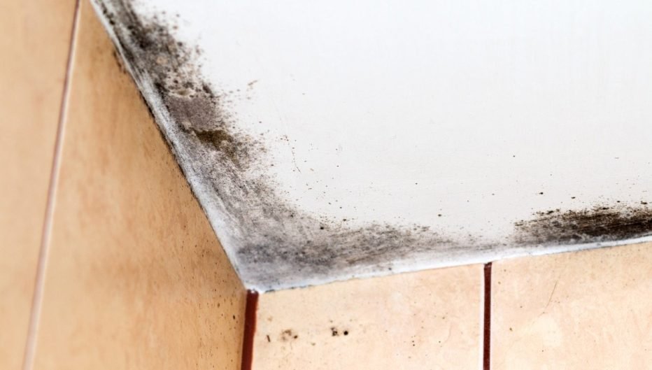 Fix-It Right Plumbing Warns of Mould Risks as Temperatures Rise